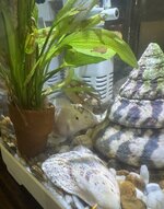 IMG_8531.jpeg