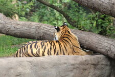 Duitsland-Hamburg ''Hagenbeck'' (102).JPG