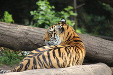 Duitsland-Hamburg ''Hagenbeck'' (103).JPG