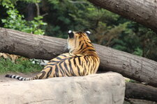 Duitsland-Hamburg ''Hagenbeck'' (104).JPG
