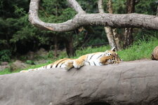 Duitsland-Hamburg ''Hagenbeck'' (105).JPG