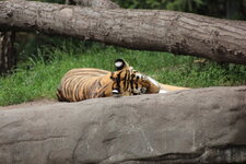 Duitsland-Hamburg ''Hagenbeck'' (106).JPG