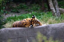 Duitsland-Hamburg ''Hagenbeck'' (107).JPG
