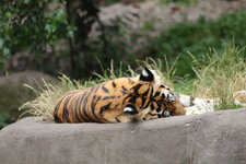 Duitsland-Hamburg ''Hagenbeck'' (108).JPG