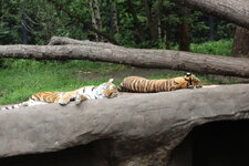 Duitsland-Hamburg ''Hagenbeck'' (109).JPG