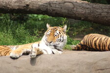 Duitsland-Hamburg ''Hagenbeck'' (110).JPG