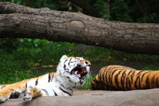Duitsland-Hamburg ''Hagenbeck'' (111).JPG