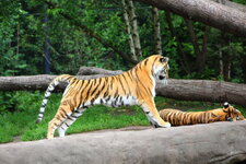 Duitsland-Hamburg ''Hagenbeck'' (112).JPG