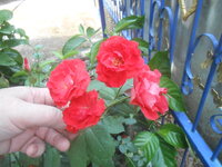 DSCN0994.JPG