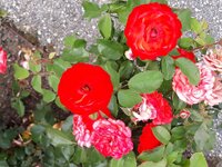 IMG-20260706-WA0005.jpg