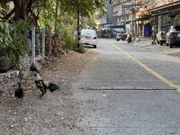 IMG_6837.jpeg