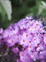 IMG_20260709_211432.jpg