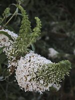 IMG_20260709_211032.jpg