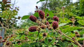 20260708_092258.jpg