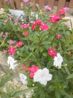 DSCN1015~2.JPG