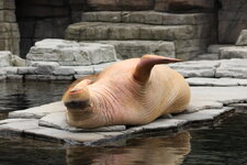 Duitsland-Hamburg ''Hagenbeck'' (118).JPG