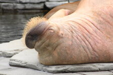Duitsland-Hamburg ''Hagenbeck'' (119).JPG