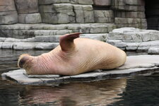 Duitsland-Hamburg ''Hagenbeck'' (120).JPG