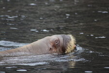 Duitsland-Hamburg ''Hagenbeck'' (121).JPG