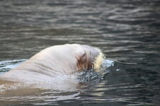 Duitsland-Hamburg ''Hagenbeck'' (122).JPG