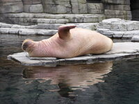 Duitsland-Hamburg ''Hagenbeck'' (123).JPG