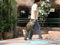 Pattaya 042.JPG
