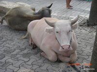 Pattaya 044.JPG