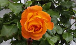 IMG_20260624_160818.jpg