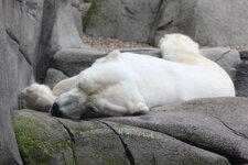 Duitsland-Hamburg ''Hagenbeck'' (125).JPG