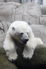 Duitsland-Hamburg ''Hagenbeck'' (128).JPG