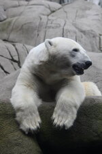 Duitsland-Hamburg ''Hagenbeck'' (129).JPG