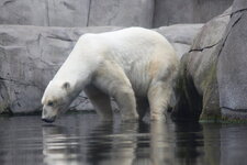 Duitsland-Hamburg ''Hagenbeck'' (138).JPG
