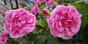 IMG_20260624_160907.jpg