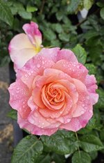 IMG_20260624_131537.jpg