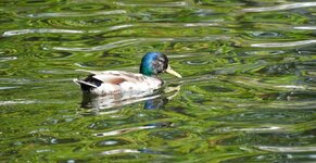 DSC06516.JPG