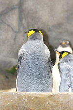 Duitsland-Hamburg ''Hagenbeck'' (139).JPG