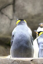 Duitsland-Hamburg ''Hagenbeck'' (140).JPG