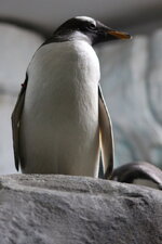 Duitsland-Hamburg ''Hagenbeck'' (141).JPG