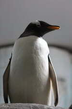 Duitsland-Hamburg ''Hagenbeck'' (143).JPG