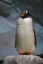 Duitsland-Hamburg ''Hagenbeck'' (144).JPG