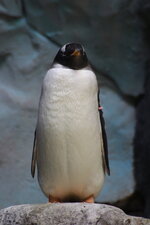 Duitsland-Hamburg ''Hagenbeck'' (145).JPG