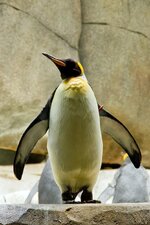 Duitsland-Hamburg ''Hagenbeck'' (146).jpg