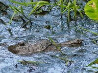 asiatic soft shell turtle.jpeg