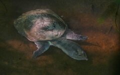 asiatic soft shell turtle -03.jpeg