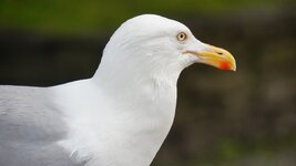 DSC06505.JPG