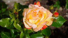 DSC06371.JPG
