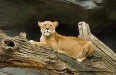 Duitsland-Hamburg ''Hagenbeck'' (148).jpg