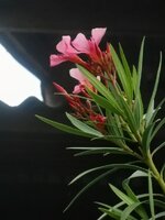 DSCN0856~2.JPG