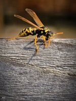IMG_20260714_170859.jpg