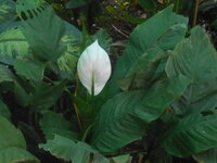 DSCN0972.JPG